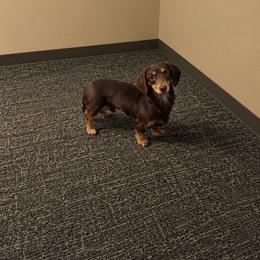 Cooper - Dachshund