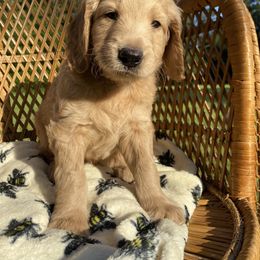 Goldendoodle Puppies from Honeydoodles