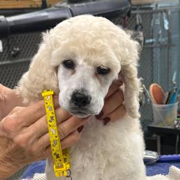 Madeline - Cream female Poodle puppy in Port Orange, Florida from Daytona’s Standard Poodles