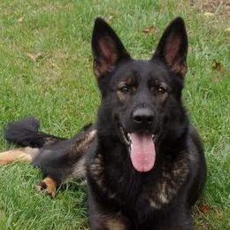 Shamara - German Shepherd