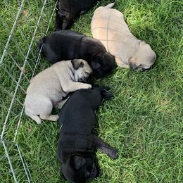 Pug All Grown Up from Katy Holland