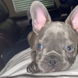 French Bulldogs from Moluv Frenchies