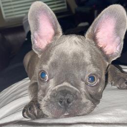 French Bulldogs from Moluv Frenchies