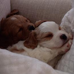 Cavapoo All Grown Up from A&J Cavapoos