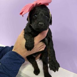 Pink Girl - Phantom female Poodle puppy in Edgerton, Wisconsin from ERSA Acres Golden Retrievers...limited registration only offered, AKC Moyen and Miniature Poodles