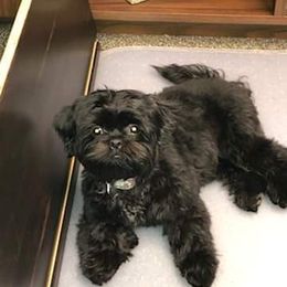 Shih Tzu All Grown Up from Jamie Serigny's Shih Tzus