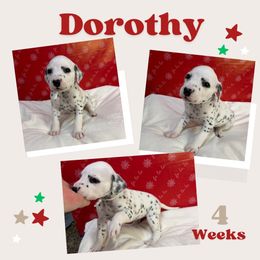 Dorothy - White and black female Dalmatian puppy in Chehalis, Washington from Dalmatian Vacation