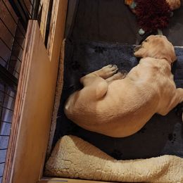 Mastiffs from Heirloom Mastiffs