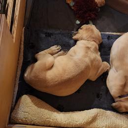 Mastiffs from Heirloom Mastiffs