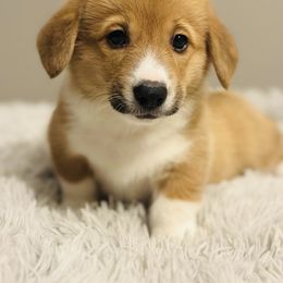 Pembroke Welsh Corgi Puppies from West Coast Corgi