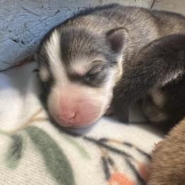 Payette - Black and white female Pomsky puppy in Rathdrum, Idaho from Smart Pomskies and Frenchies