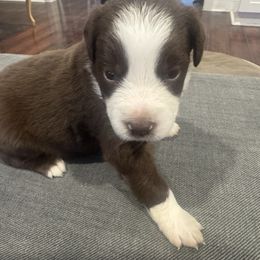 Cocoa - Red & white male Miniature Australian Shepherd puppy in Alexandria, Virginia from Fairfax Aussies