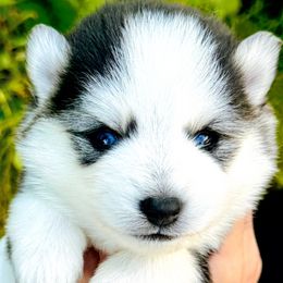 Luna - Black and white female Pomsky puppy in Homer, Alaska from Vulpini Arctic Spitz