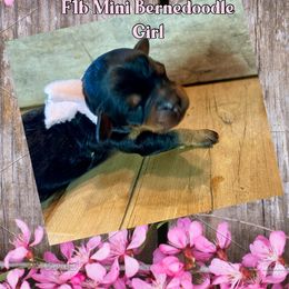 Bernedoodle, Double Doodle, French Bulldog, and Goldendoodle Puppies from Down on the farm Doodles
