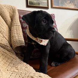 Raven - Black female Cane Corso puppy in Utah from 3Lake Kennelz