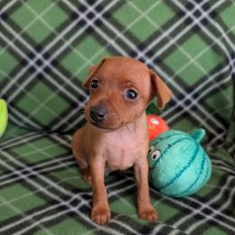 Unnamed at this time - Red female Miniature Pinscher puppy in Little River, South Carolina from Cheristar