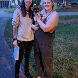 Yoshi - Pembroke Welsh Corgi puppy in White, Georgia from Royal Diamond Corgis