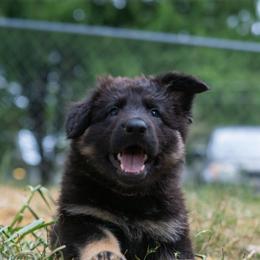 German Shepherd Puppies from Zwinger Vom Rabenauge