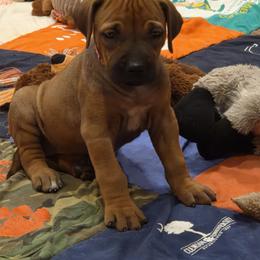 Joy - Rd whtn blk nose female Rhodesian Ridgeback puppy in Gaffney, South Carolina from Circle D Farms
