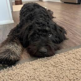 Oreo - Bernedoodle