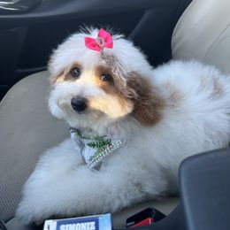 Layla - Goldendoodle