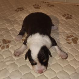 Girl 2 - Red tri-color female Australian Shepherd puppy in Jersey Shore, Pennsylvania from Lone Tree Aussies