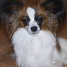Bella - Papillon