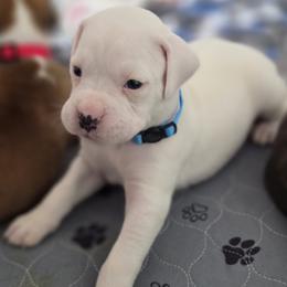 Girl 2 - White female Boxer puppy in Howey In The Hills, Florida from Bayla Belle & Blossom's Boxers