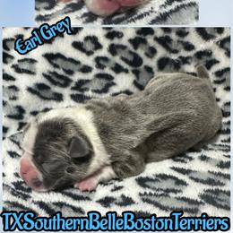 Earl Grey - Blue female Boston Terrier puppy in Brazos Point, Texas from TX Southern Belle Bostons