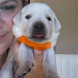 Girl 5  Fee 3,550 - Yellow female Labrador Retriever puppy in Santa Clarita, California from Five Star Labradors