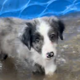Australian Shepherd Puppies from Elliott’s Aussies