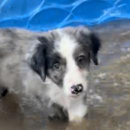 Australian Shepherd Puppies from Elliott’s Aussies