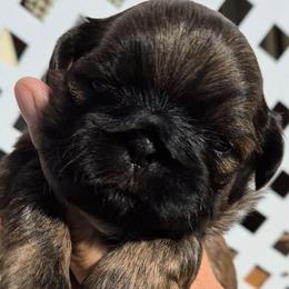 Brindle Boy - Brindle male Shih Tzu puppy in El Paso, Texas from Paws Of Beauty