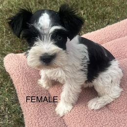 Maltese, Miniature Schnauzer, and Yorkshire Terrier Puppies from Sassy Yorkie , miniature schnauzer , Maltese Love of Alabama