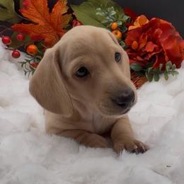 Cheree - Cream female Dachshund puppy in Woodland, California from Long Little Doggies