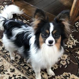 Pixie - Papillon