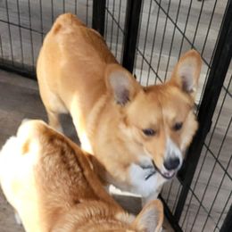 Jake - Pembroke Welsh Corgi