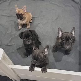 French Bulldog Puppies from BBS Frenchies