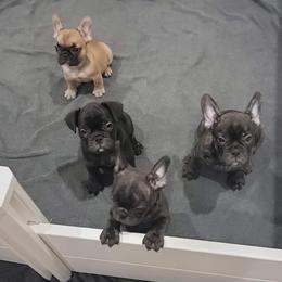 French Bulldog Puppies from BBS Frenchies
