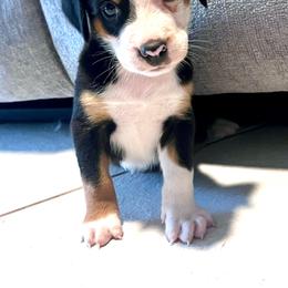 Hades  boy - Black, white and red male Greater Swiss Mountain Dog puppy in Gainesville, Florida from Ambermoon Kooikerhondje Blackamber Greater Swiss Mountain Dogs
