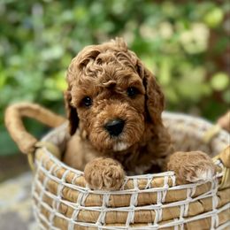 Boy 1 - Red male Cavapoo puppy in La Vernia, Texas from Texas Teddy Bears