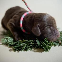 Girl 3 - Liver female Boykin Spaniel puppy in Capron, Virginia from Triple Creek Kennel