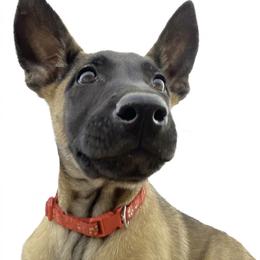 Slick - Yellow female Dutch Shepherd puppy in Sierra Vista, Arizona from KnightWatch K-9
