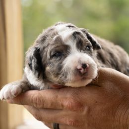 Sable Merle - Merle female Bernedoodle puppy in Youngstown, Florida from Wonderland’s Boujie Kennels