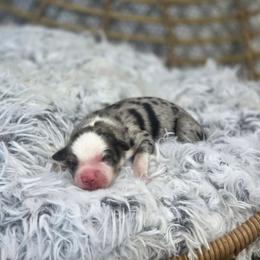 Boy 2 - Blue merle male Miniature Australian Shepherd puppy in Killen, Alabama from Wilkers Wholehearted Mini Aussies