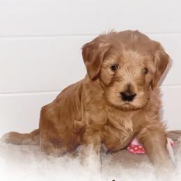 Michael - Red  male Goldendoodle puppy in Garden Grove, California from Sunkissed Doodles