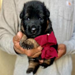 Burgundy collar girl - Black and red female German Shepherd puppy in Stockton, California from Zaragoza German Shepherds