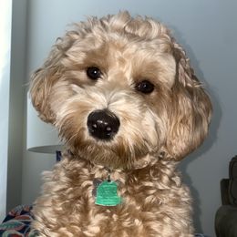Mamma - Goldendoodle