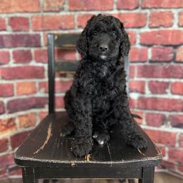 Bernedoodle Puppies from Halo BerneDo