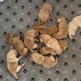Girl 3 - Yellow female Labrador Retriever puppy in Ranchita, California from Pacific Crest Labradors